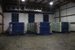 UGM Force Air Cooling System Tunnels Bifulcos Farms Bifulco Tall Boy Brand Pittsgrove New Jersey USA
