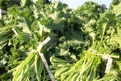 Kale Bifulcos Farms Bifulco Tall Boy Brand Pittsgrove New Jersey USA