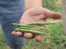 String Beans Bean Bifulcos Farms Bifulco Tall Boy Brand Pittsgrove New Jersey USA